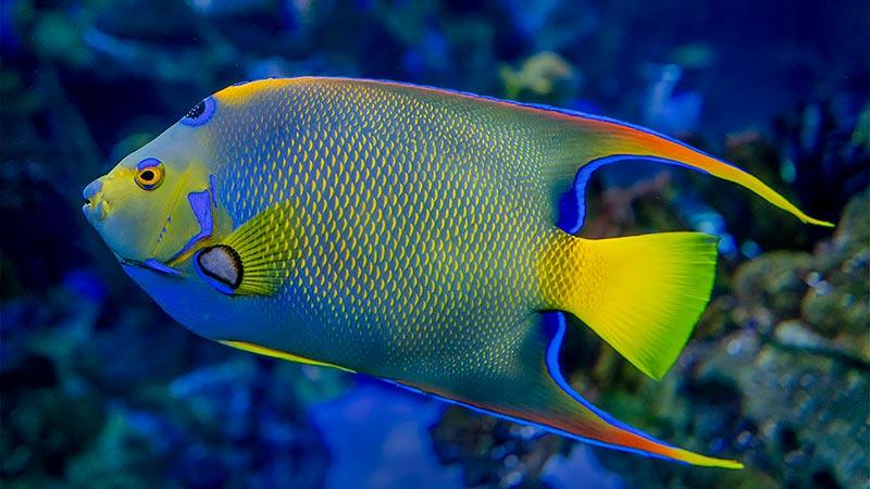 Angelfish