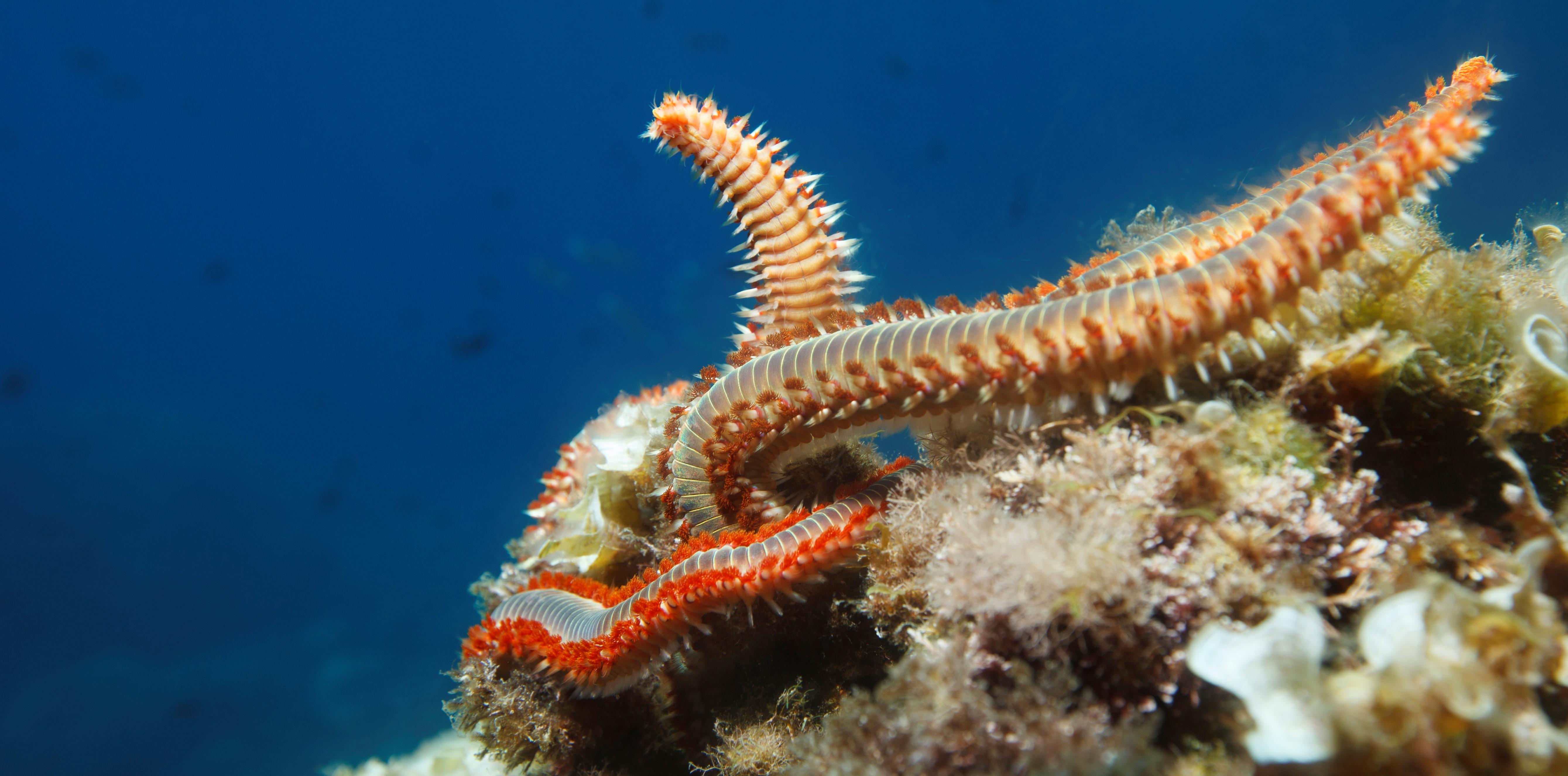 Annelids