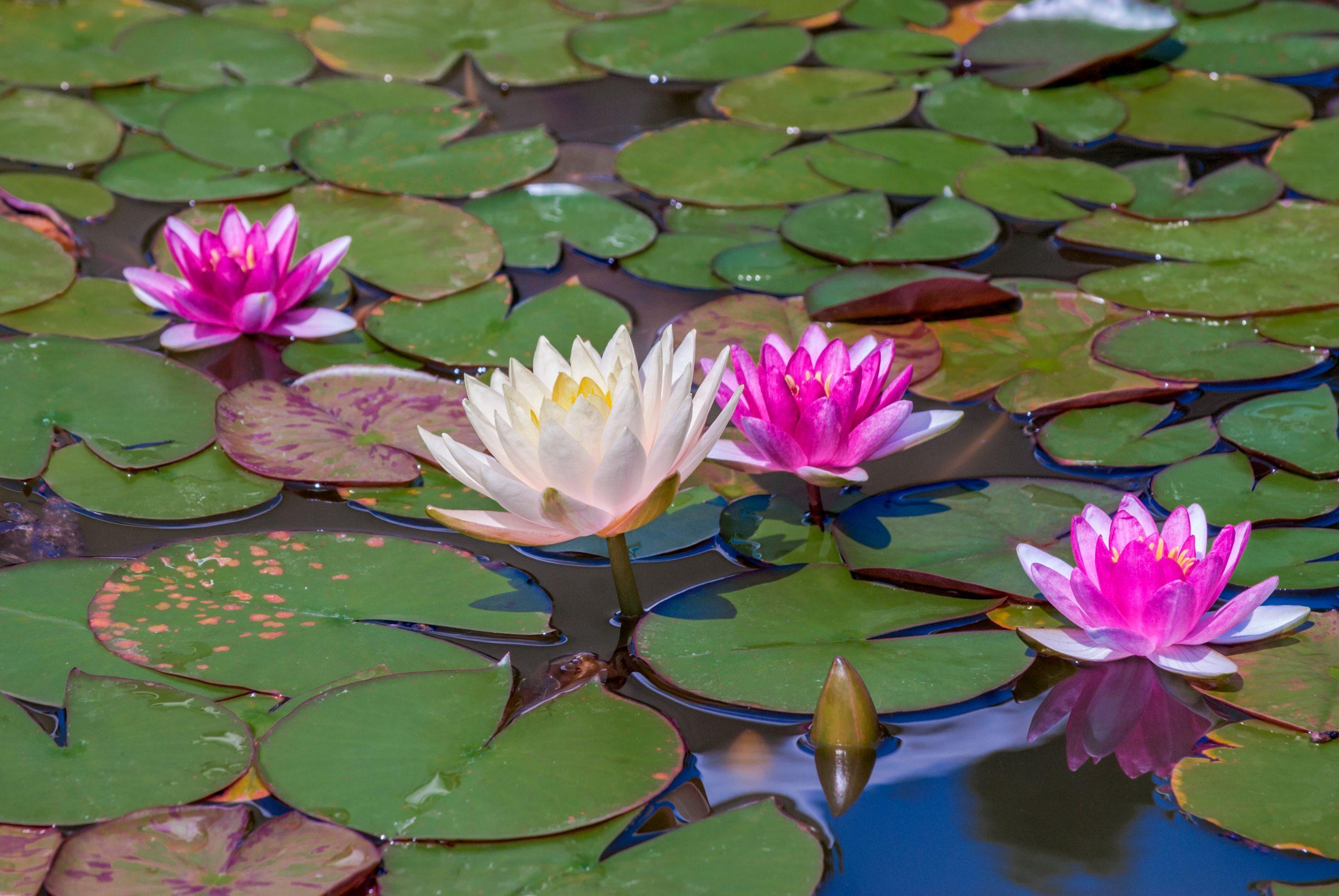 Aquatic_Plants