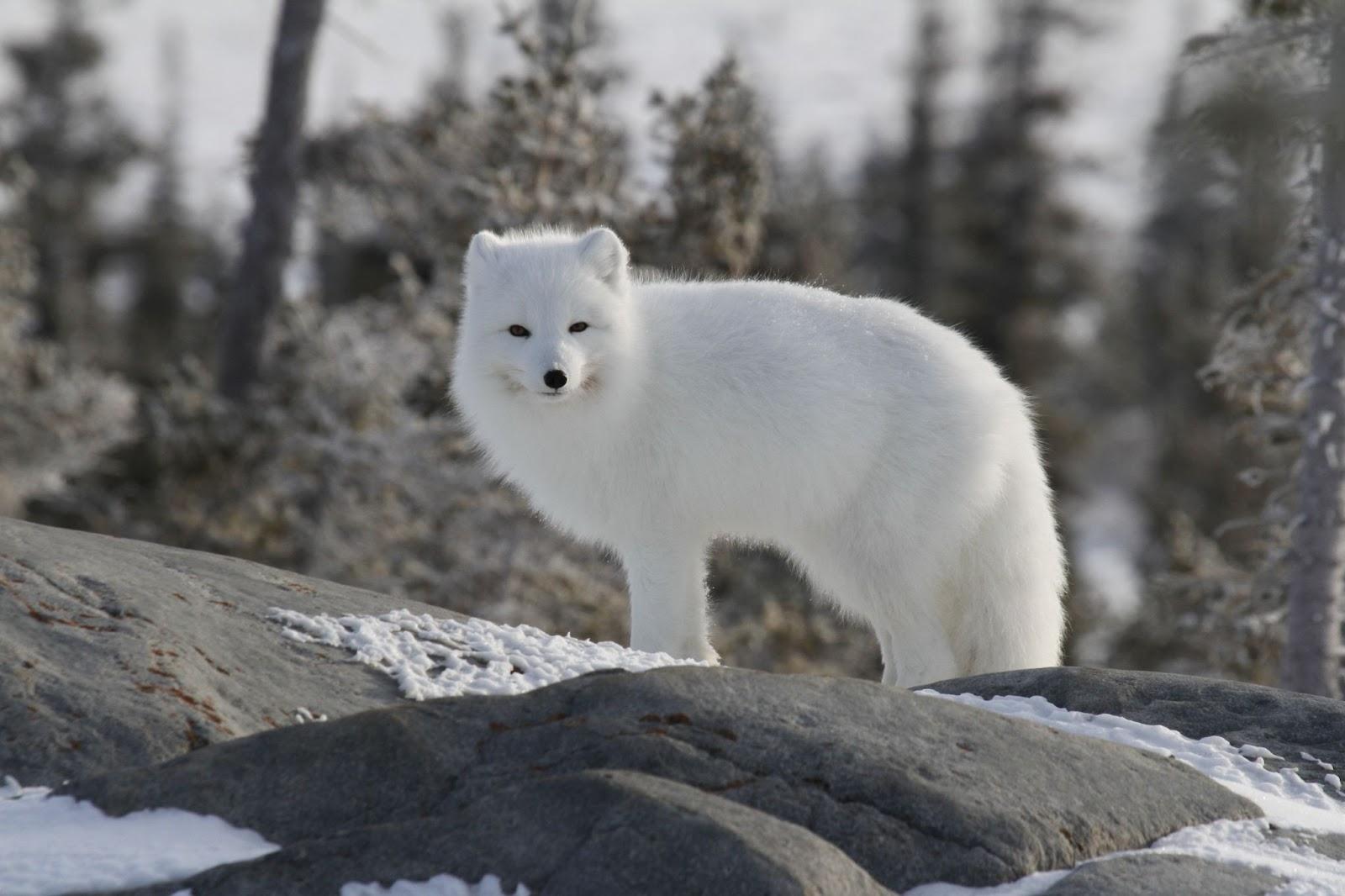 Arctic_Fox