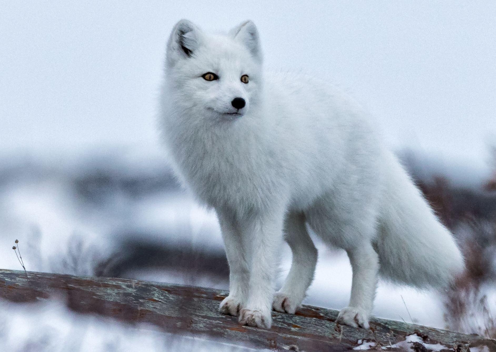 Arctic_Foxes