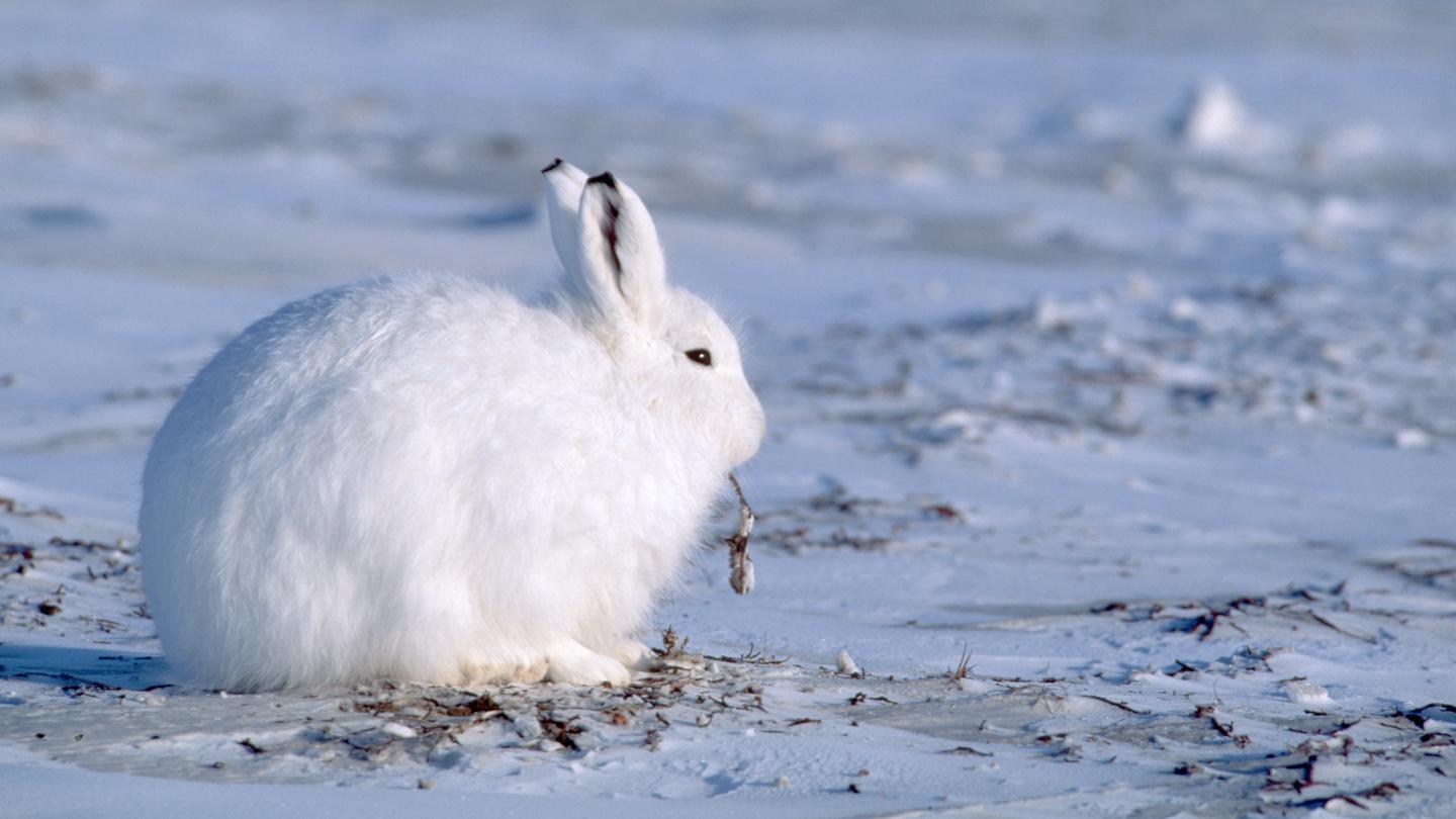 Arctic_Hare