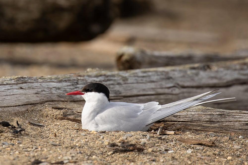 Arctic_Tern_Global_migration