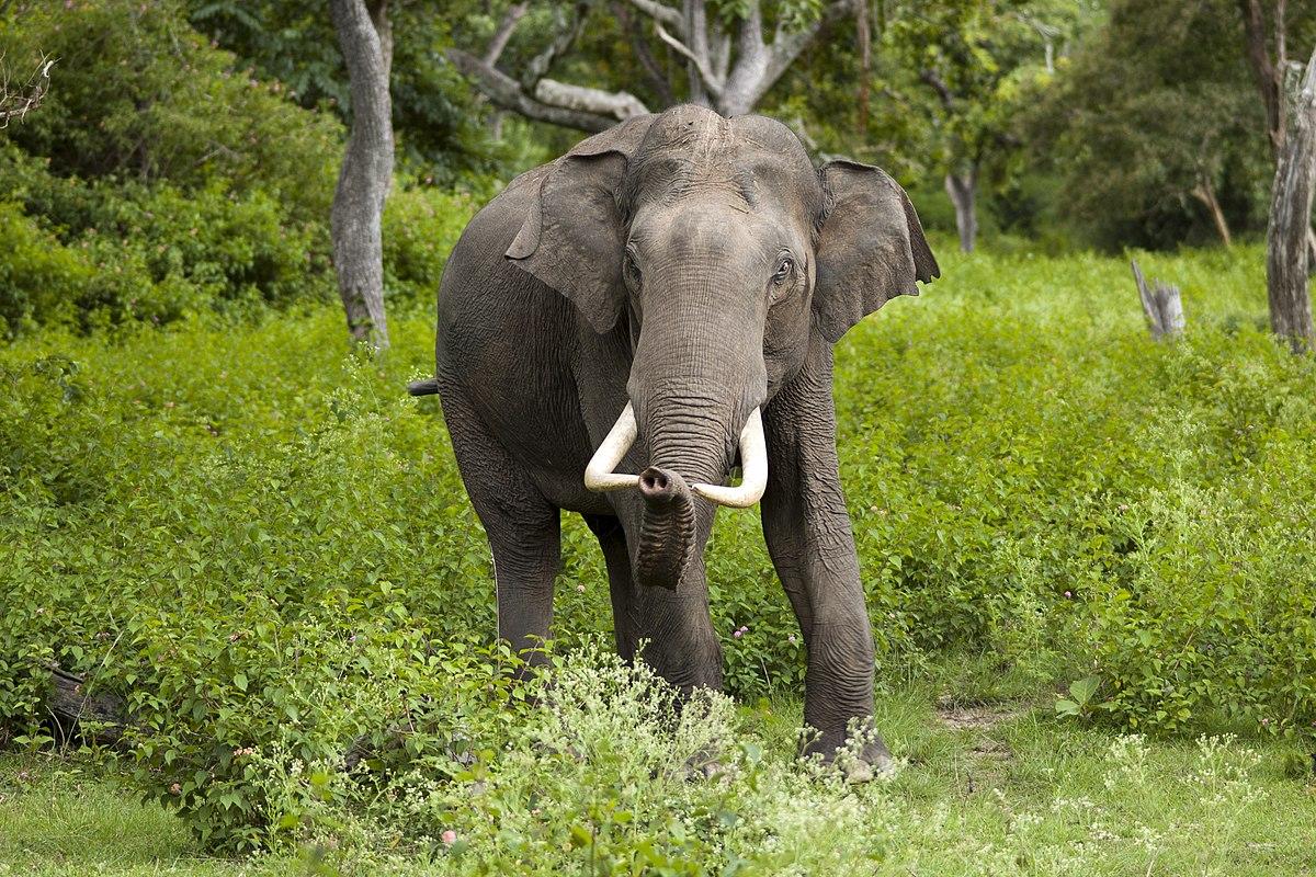 Asian_Elephant