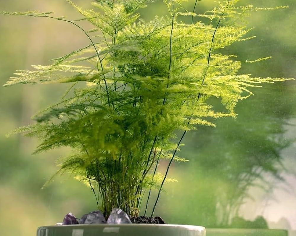 Asparagus_Fern