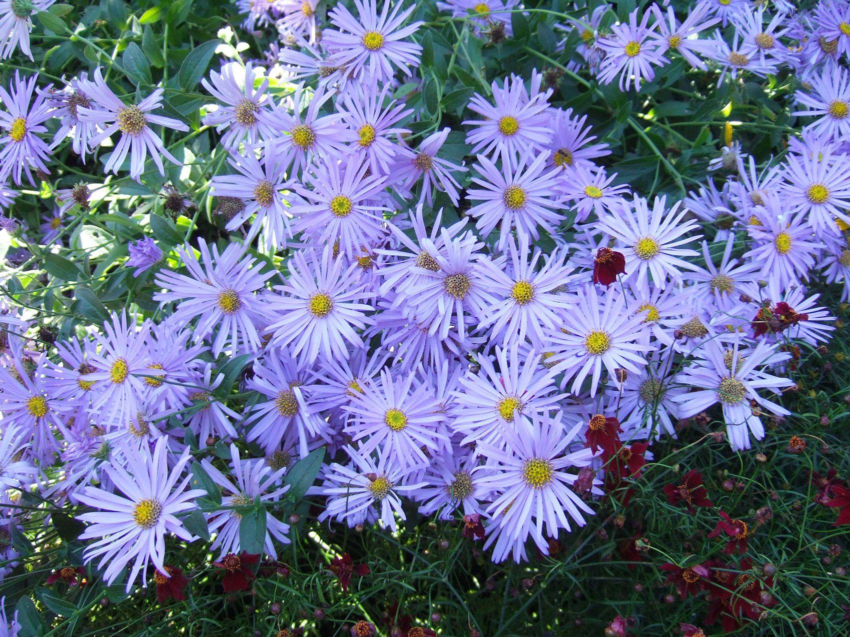 Aster