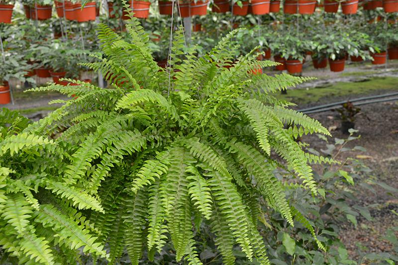 Australian_Sword_Fern