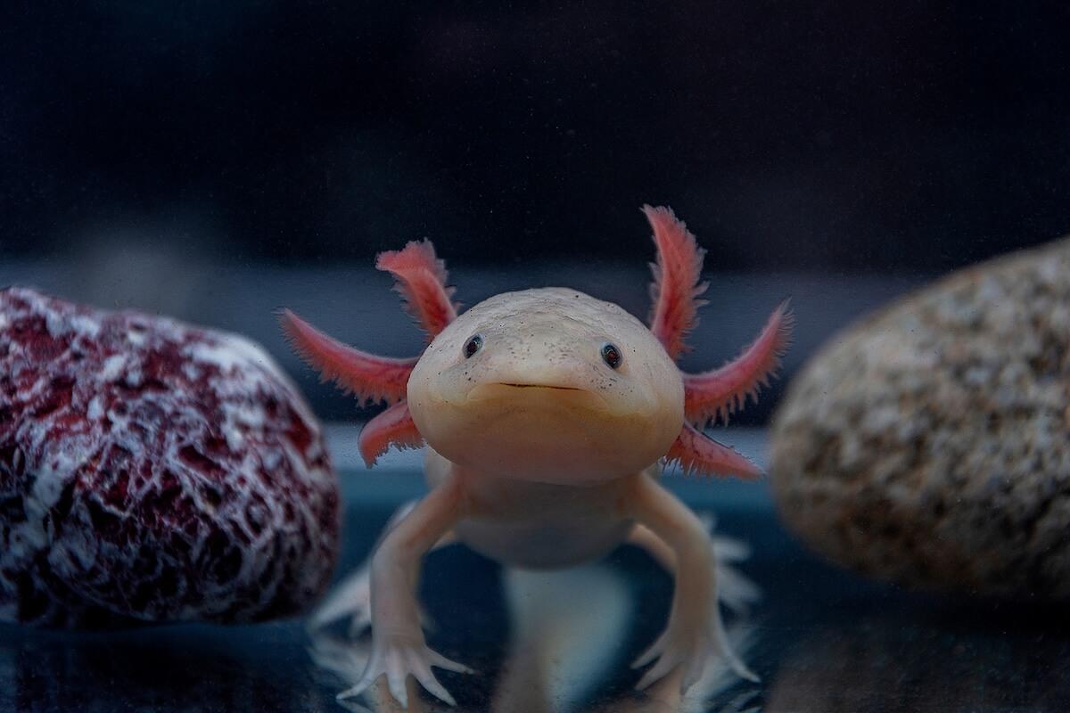 Axolotl