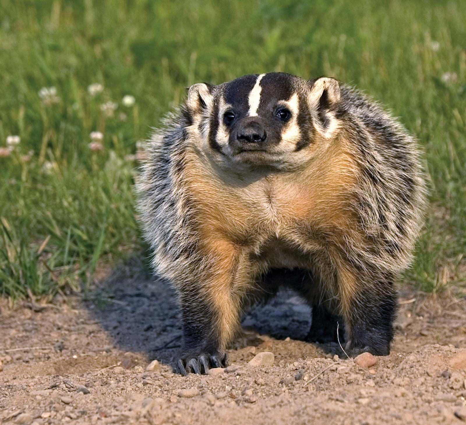 Badger