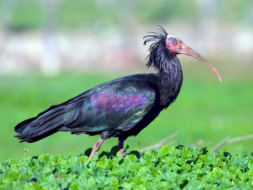 Bald_Ibis