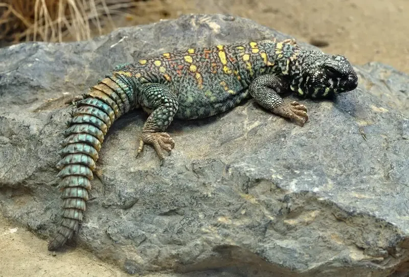 Bald_Uromastyx