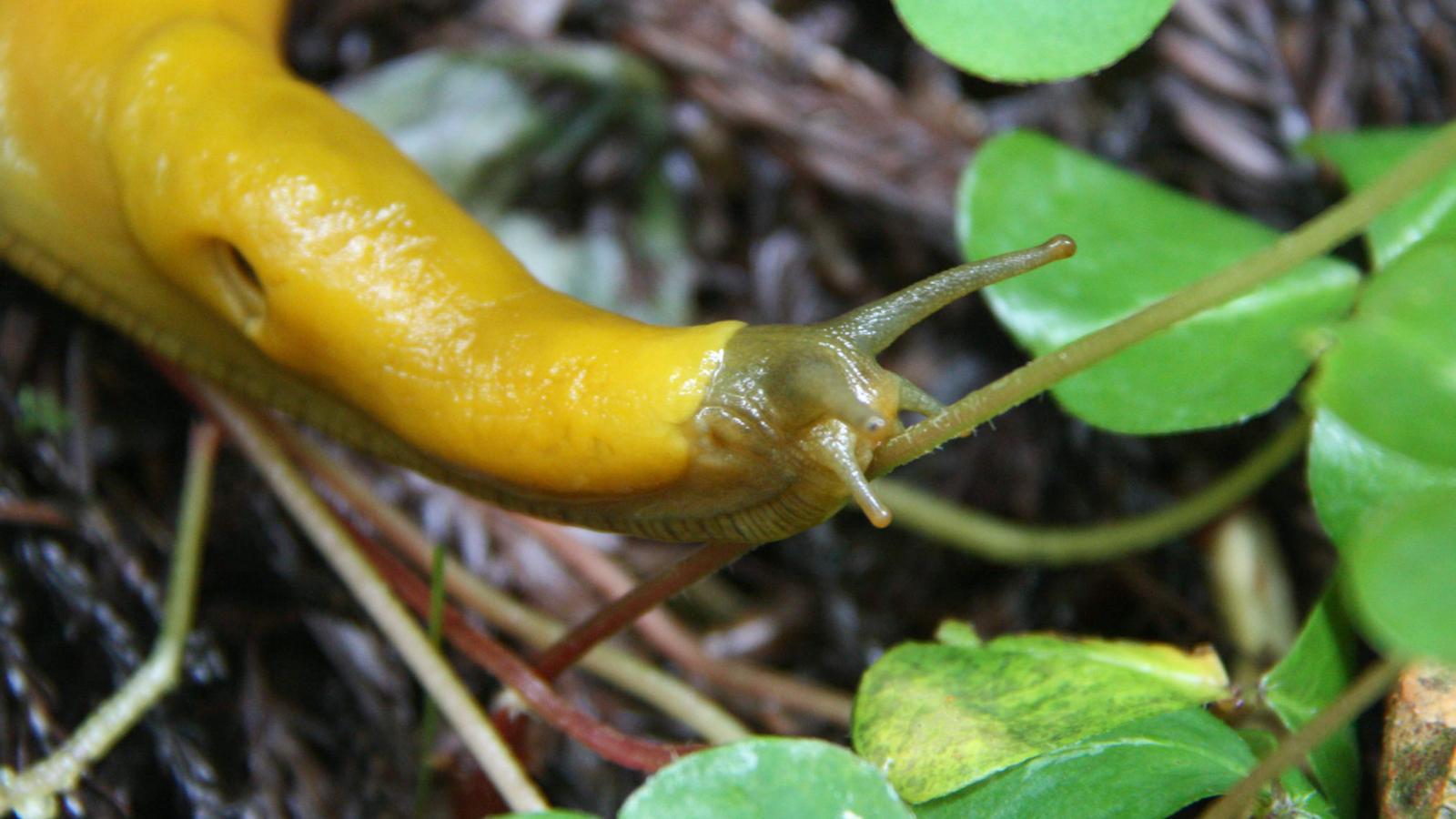 Banana_Slug