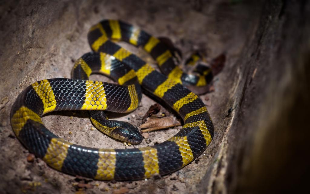 Banded_Krait