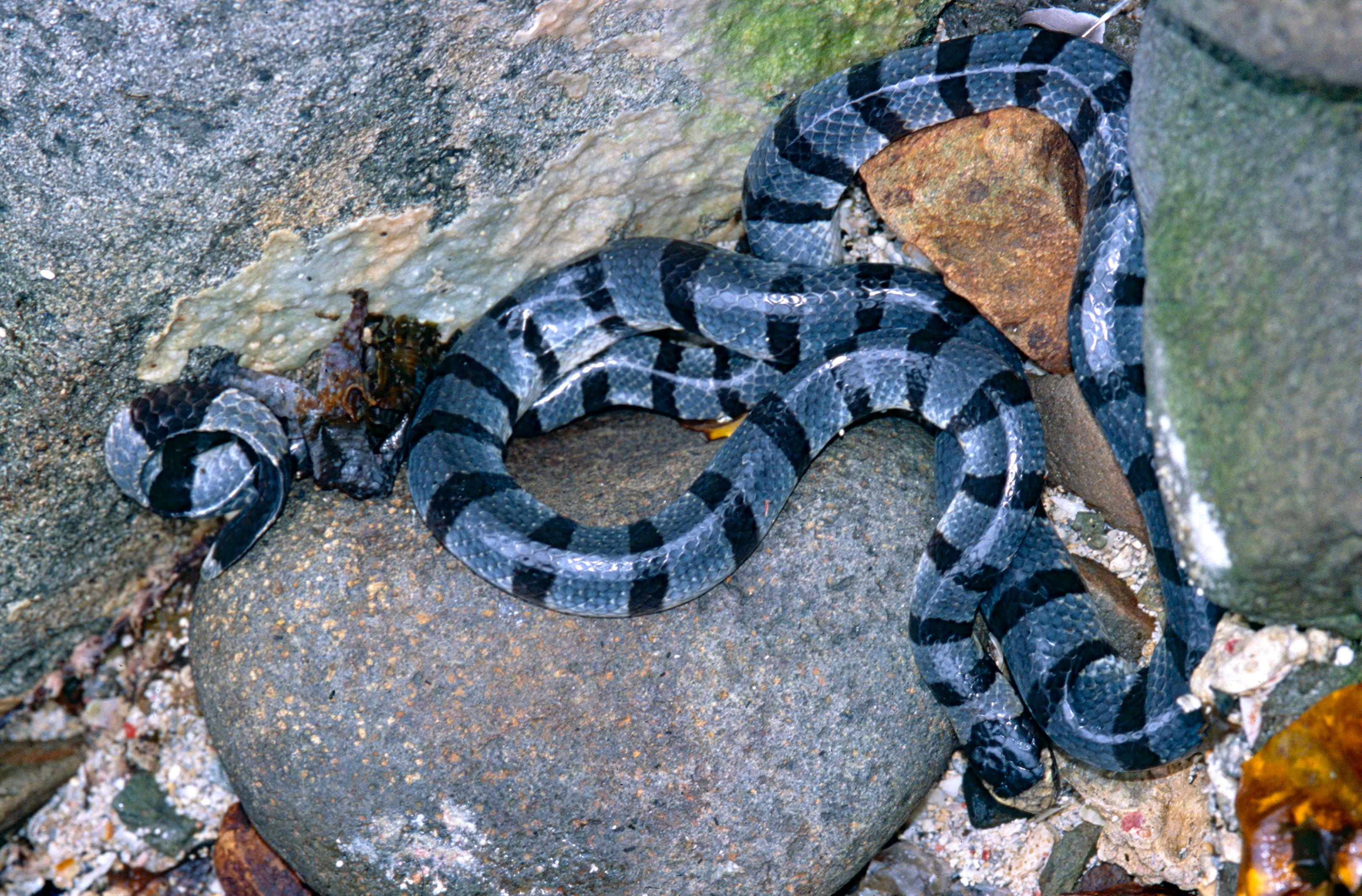 Banded_Sea_Krait