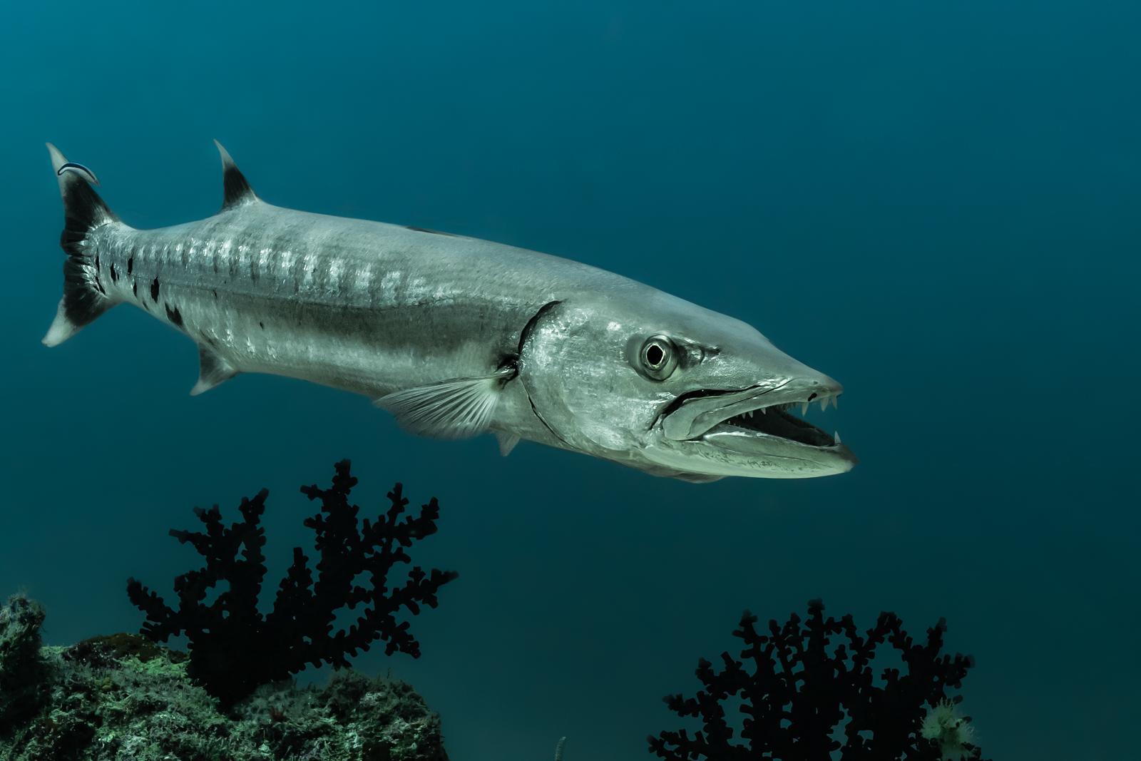 Barracuda