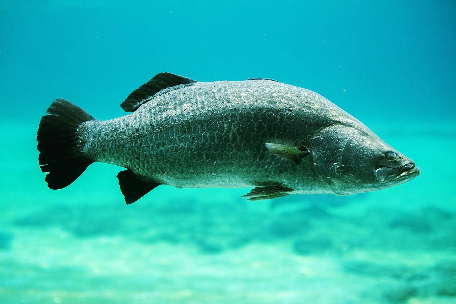 Barramundi