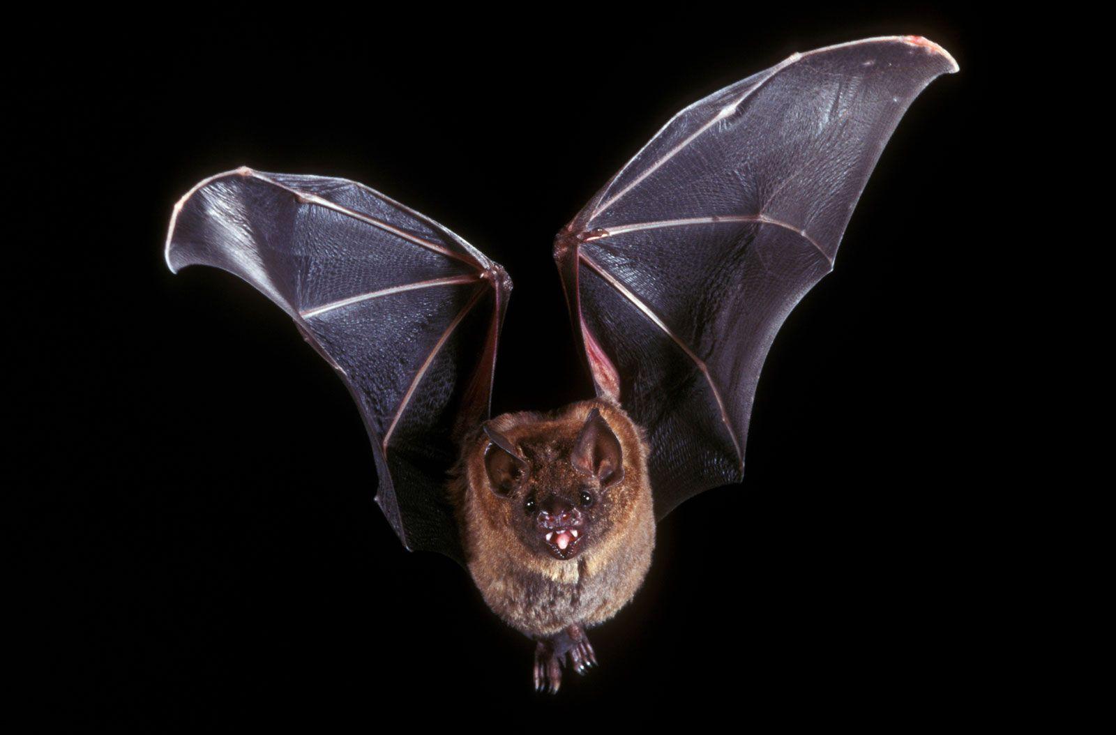 Bat