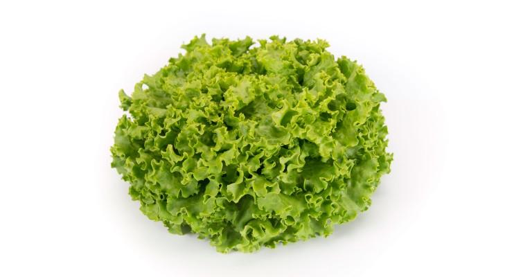 Batavia_Lettuce