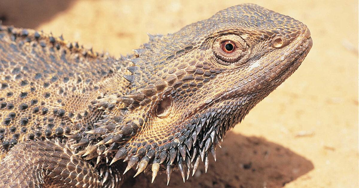 Bearded_Dragon