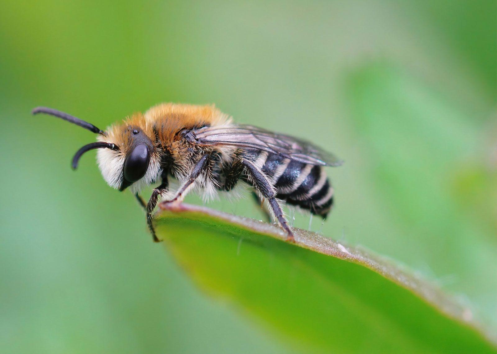 Bee