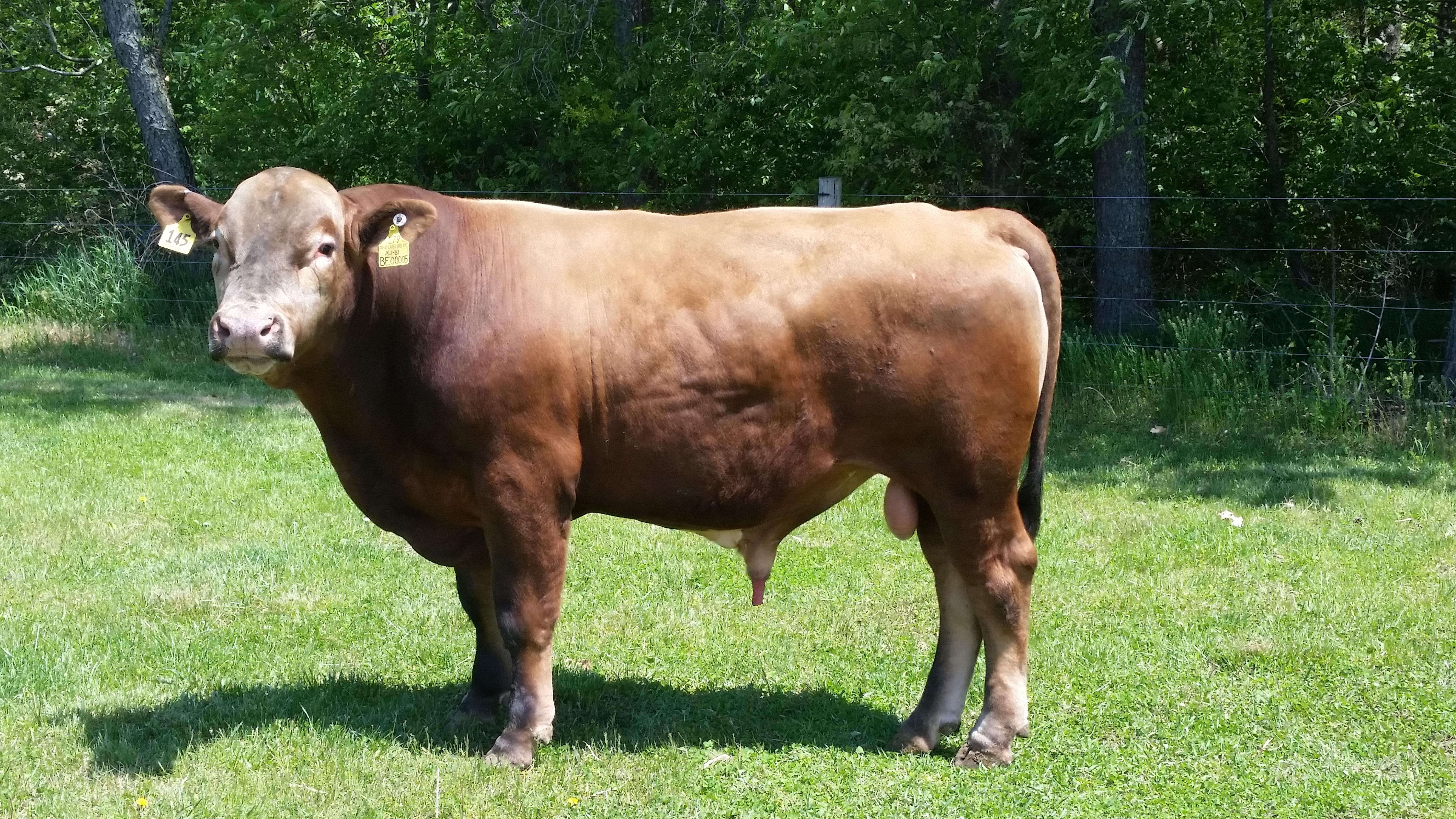 Beefalo_Buffalo__Cow