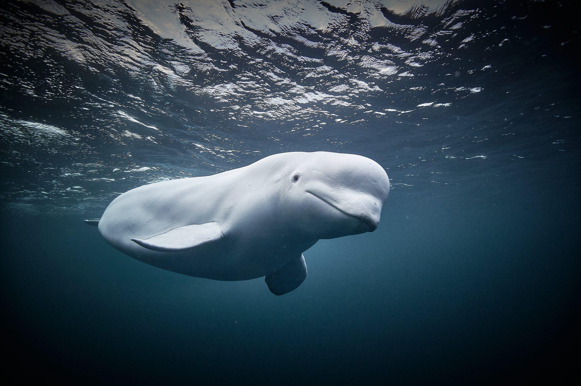 Beluga_Whale