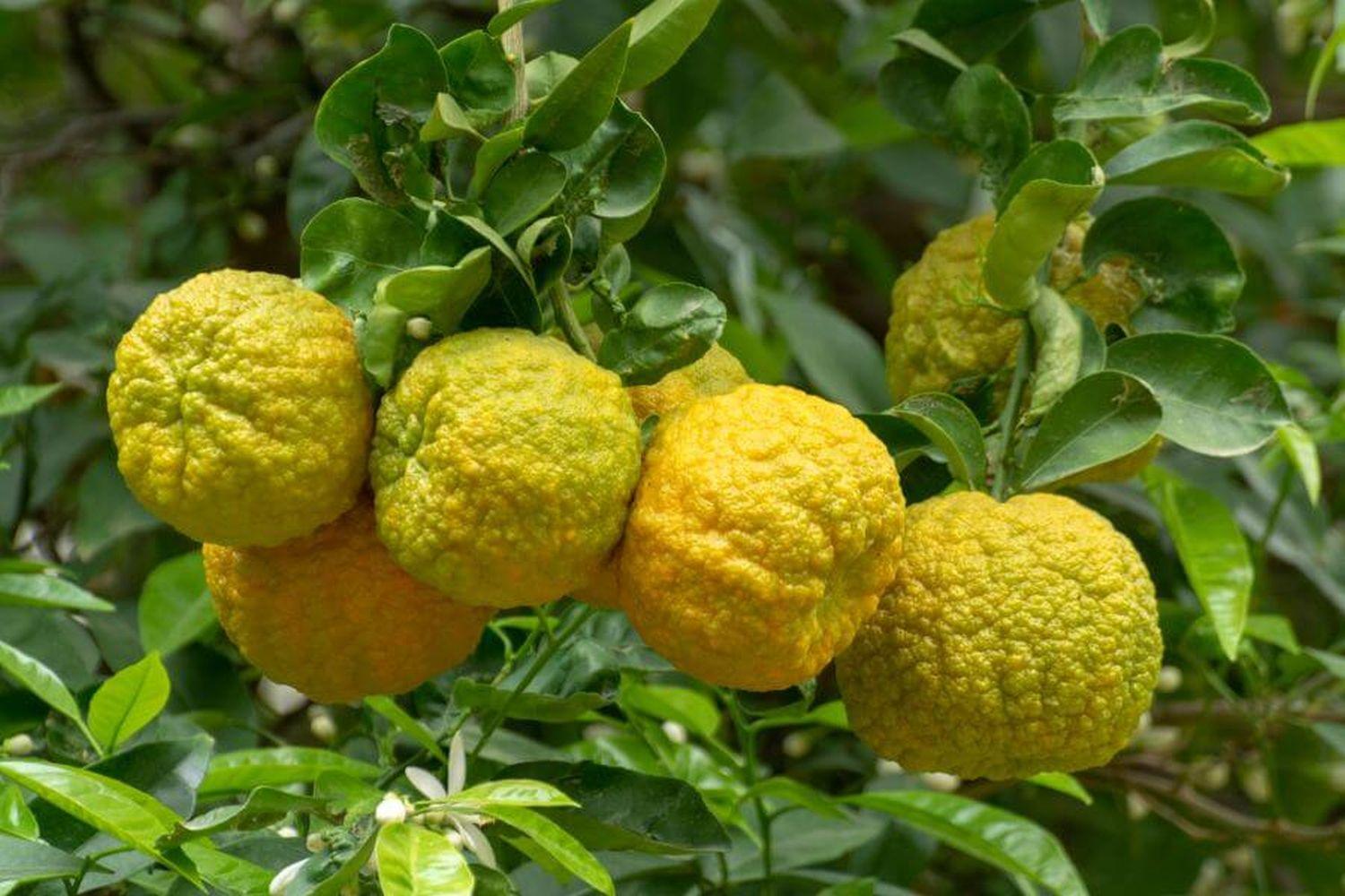 Bergamot_Orange