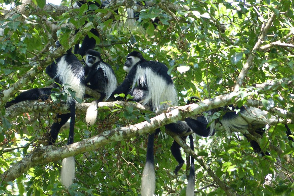 Black-and-White_Colobus_Monkey