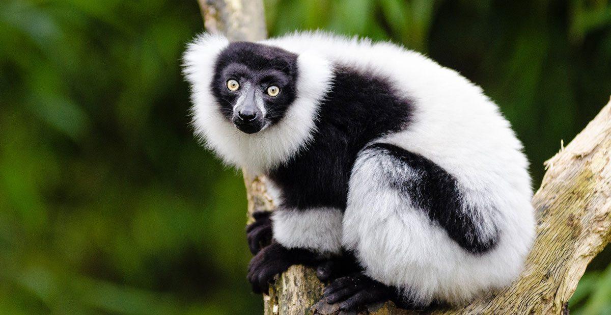 Black-and-White_Ruffed_Lemur