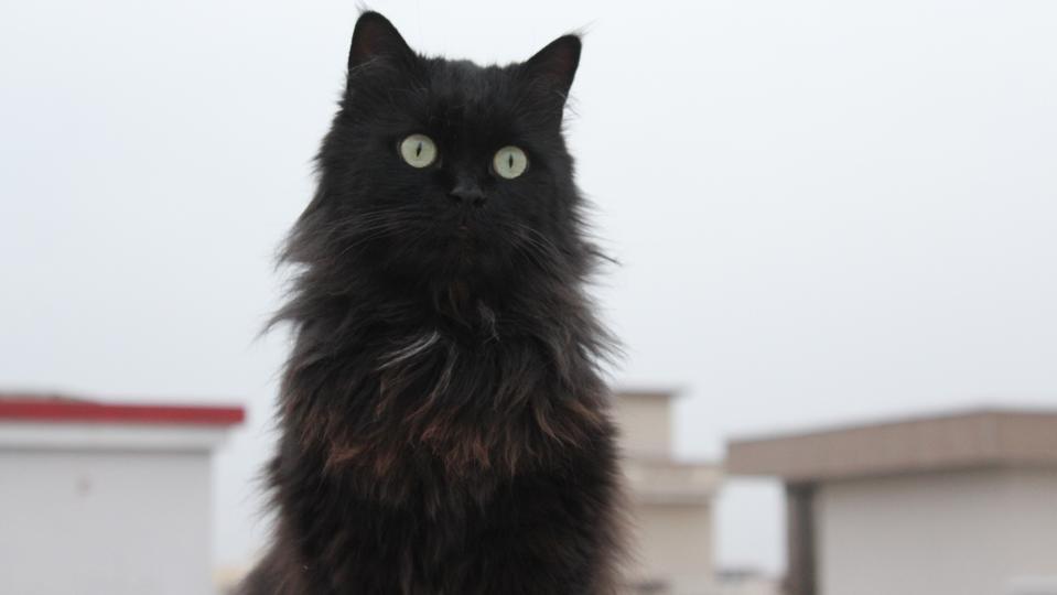 Black_Cat