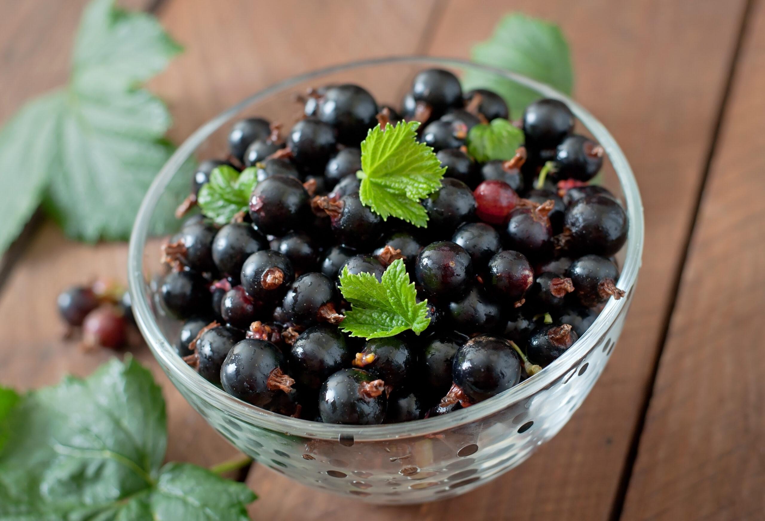 Black_Currant