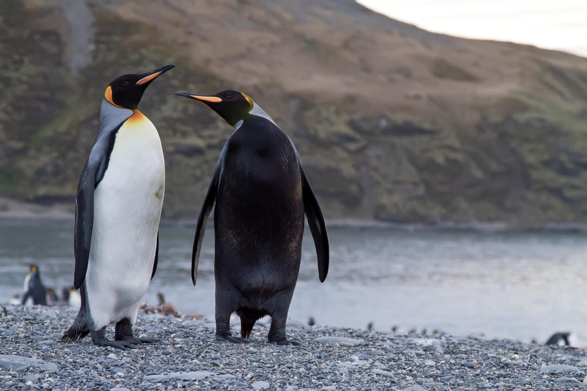 Black_King_Penguin