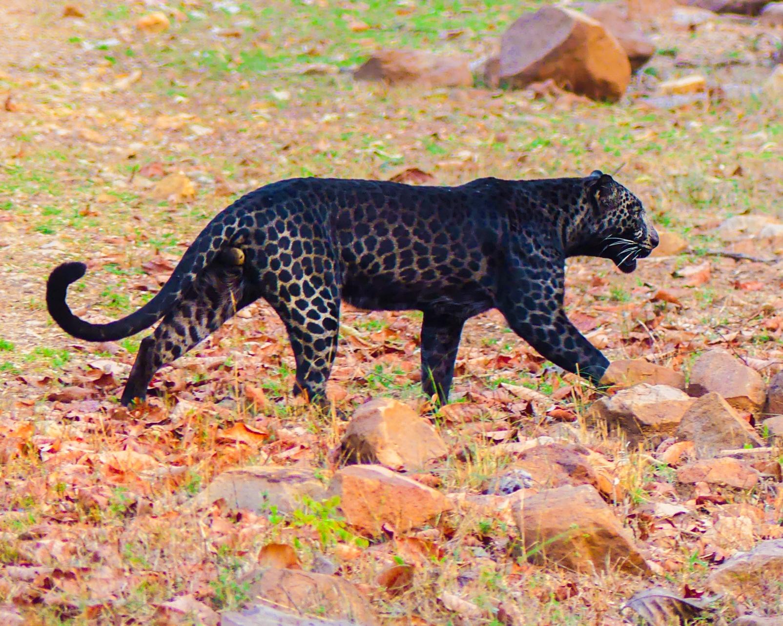 Black_Panther_Melanistic_Leopard