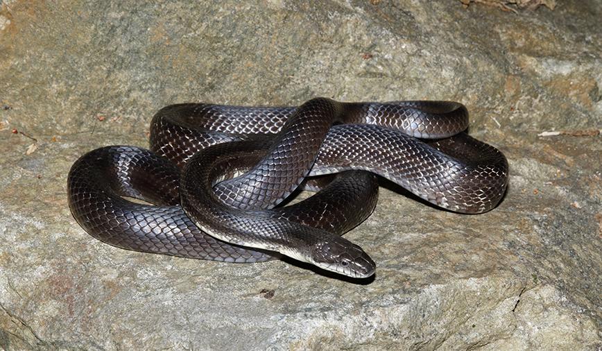 Black_Rat_Snake