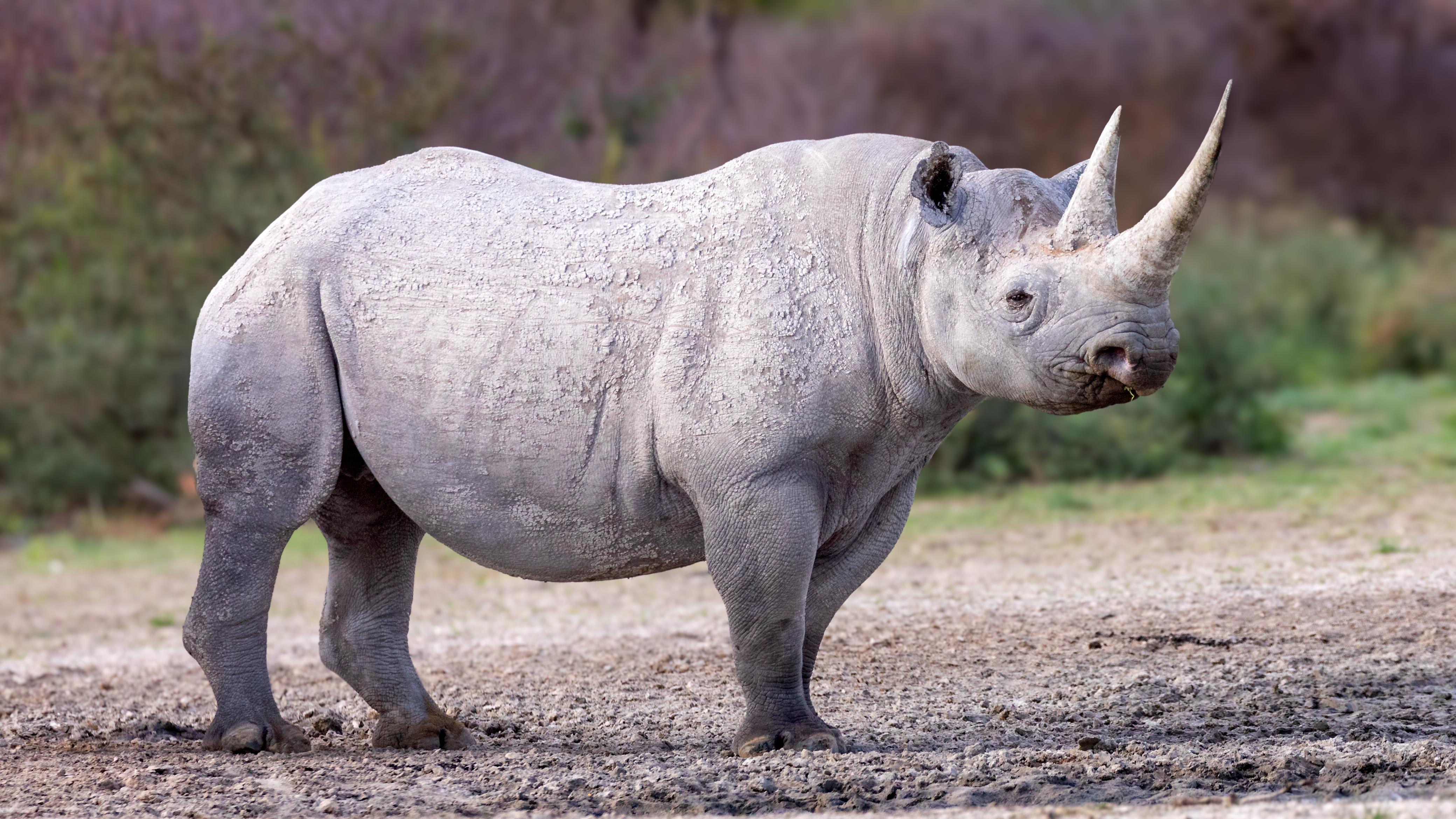 Black_Rhino