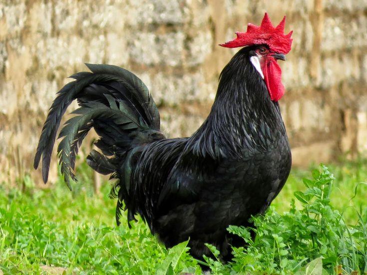 Black_Rooster