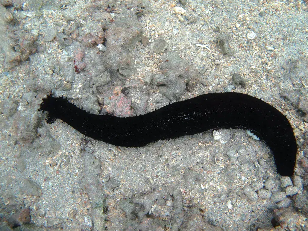 Black_Sea_Cucumber