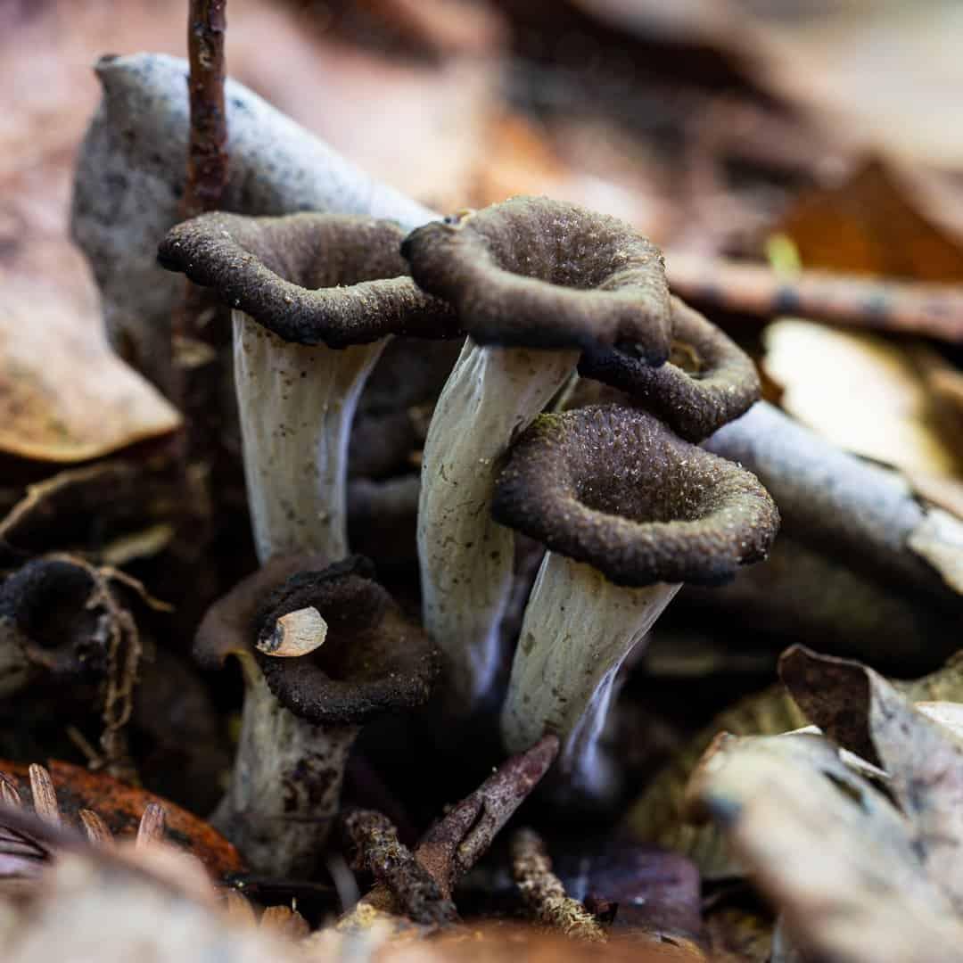 Black_Trumpet_Mushroom