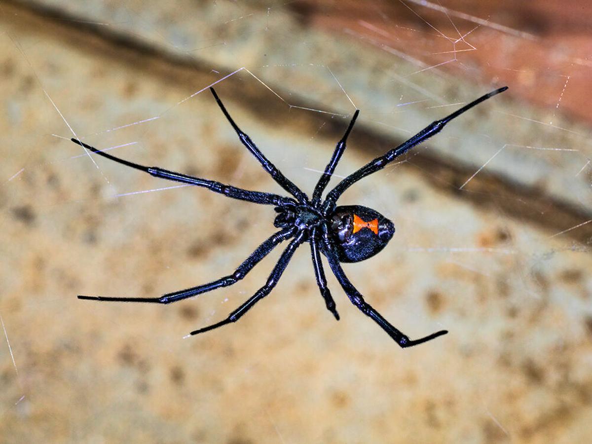 Black_Widow_Spider