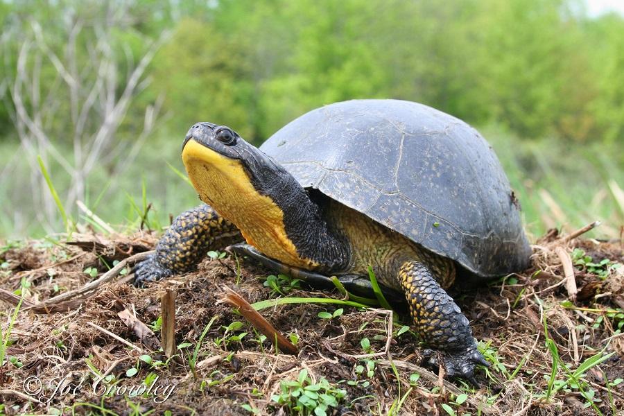 Blandings_Turtle