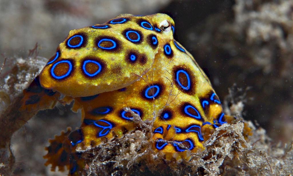 Blue-Ringed_Octopus