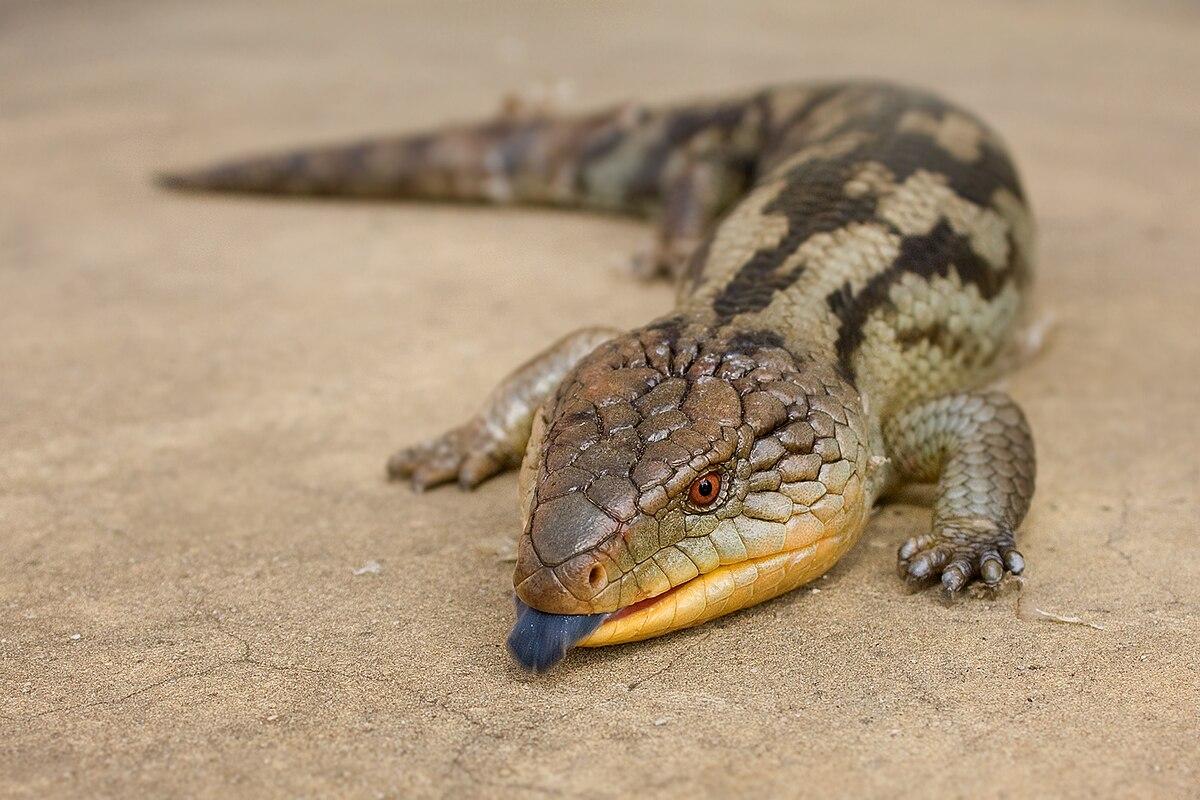 Blue-Tongued_Skink