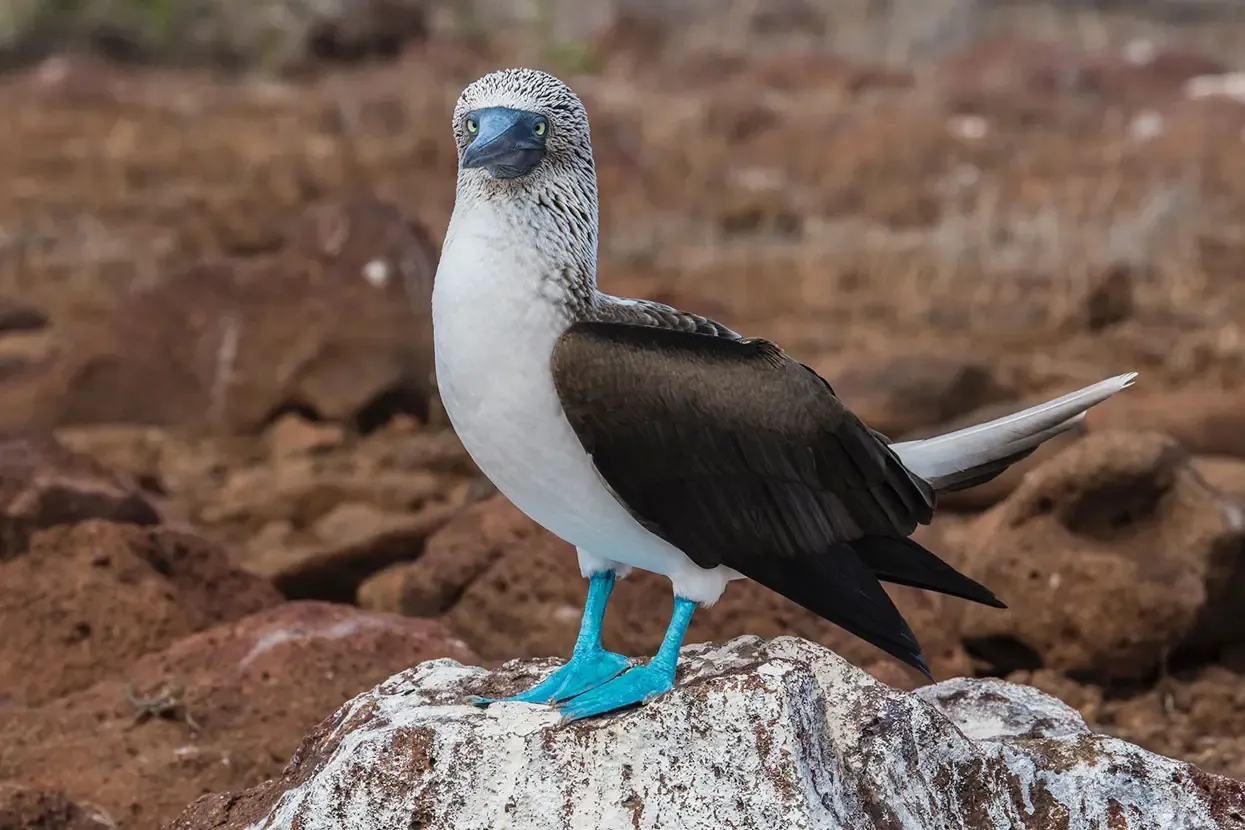 Blue-footed_Booby_Galapagos_Islands