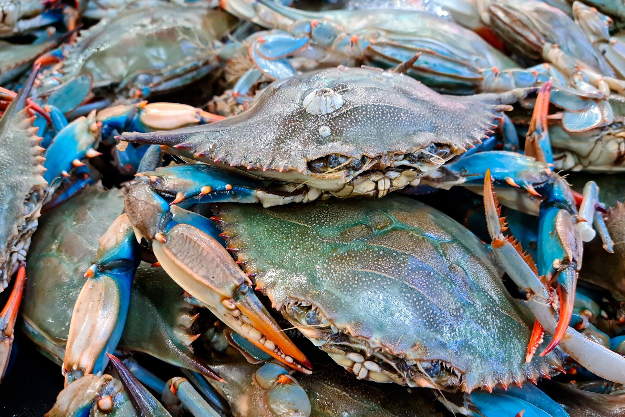 Blue_Crab