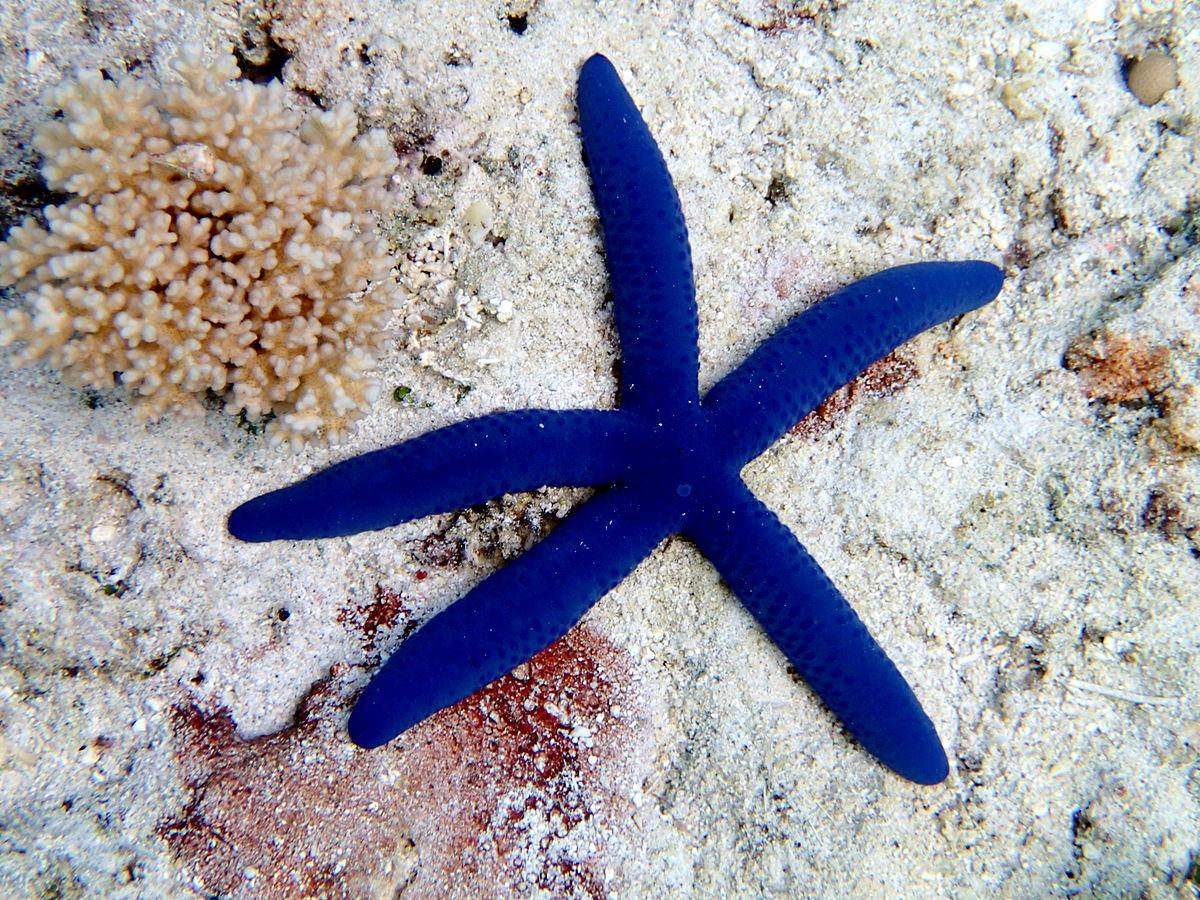 Blue_Linckia_Starfish