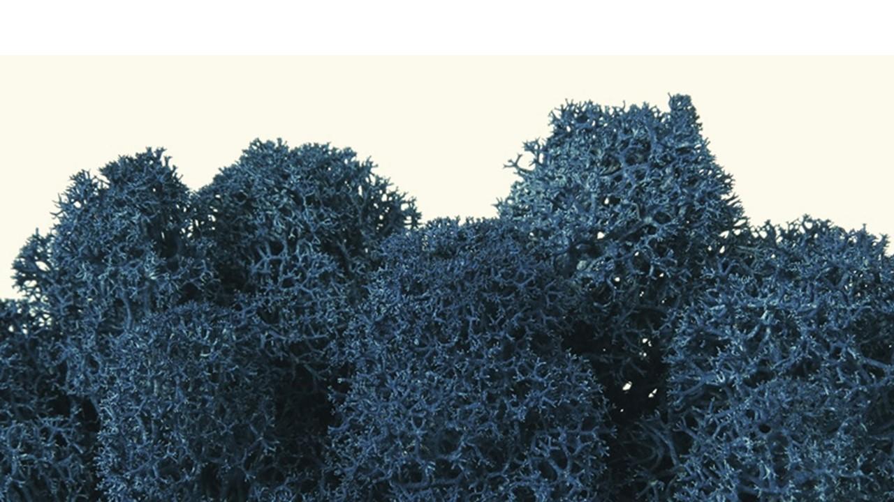 Blue_Moss