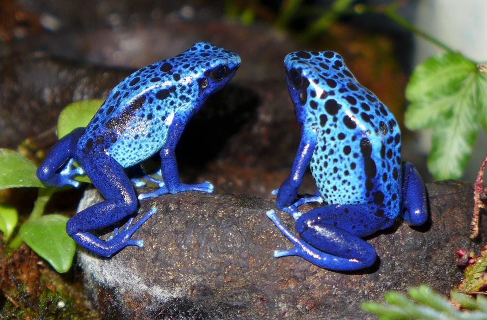 Blue_Poison_Dart_Frog