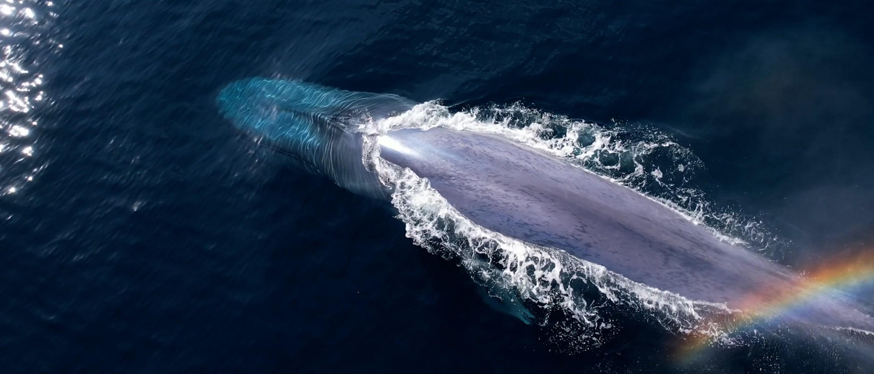 Blue_Whale