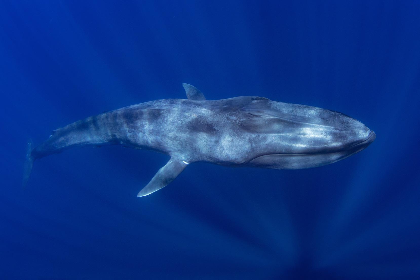 Blue_Whales