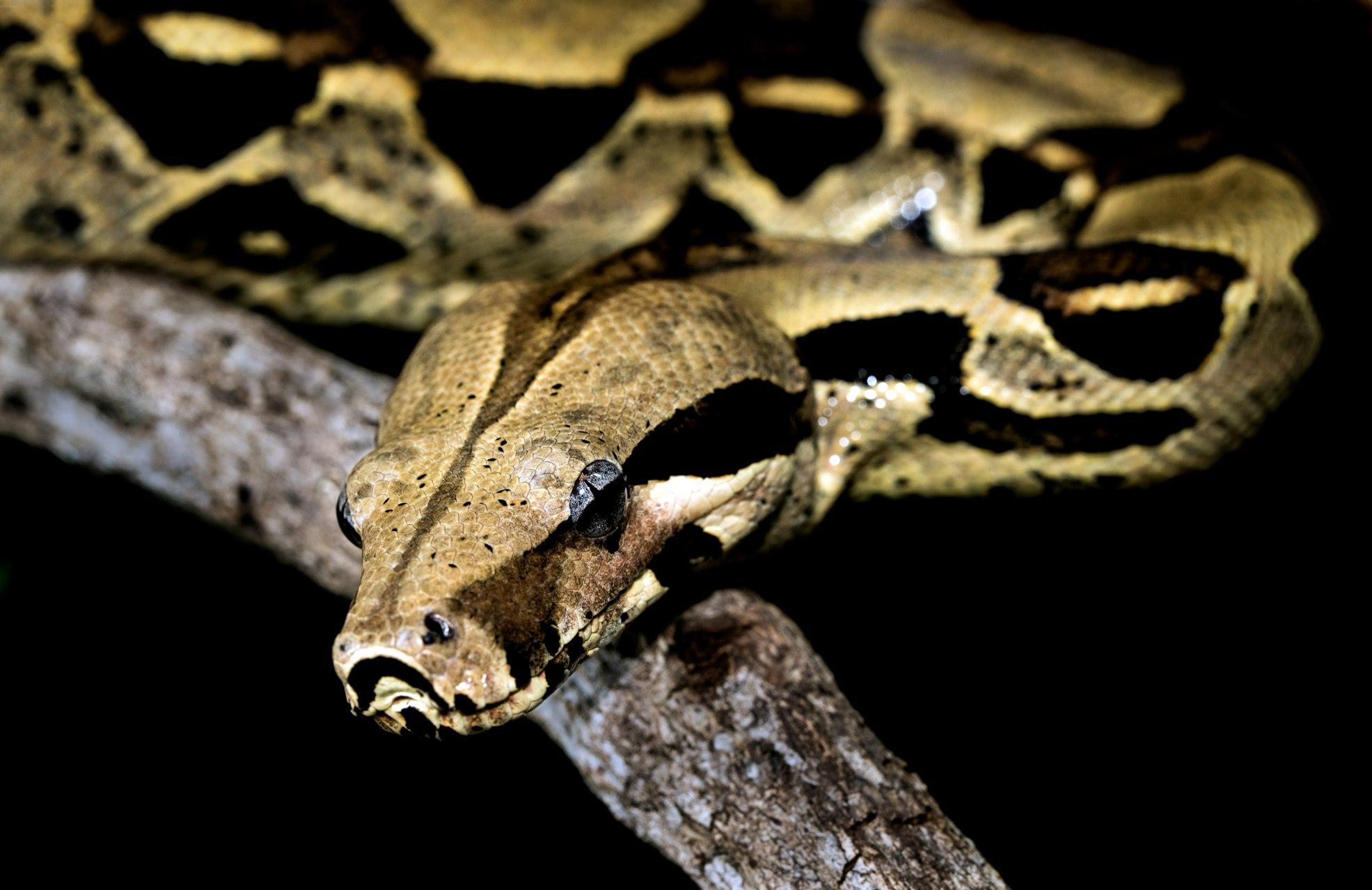 Boa_Constrictor